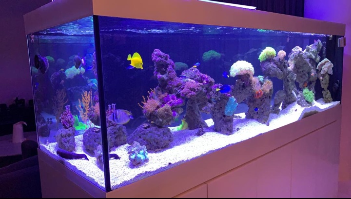 TankQ Aquarium 1