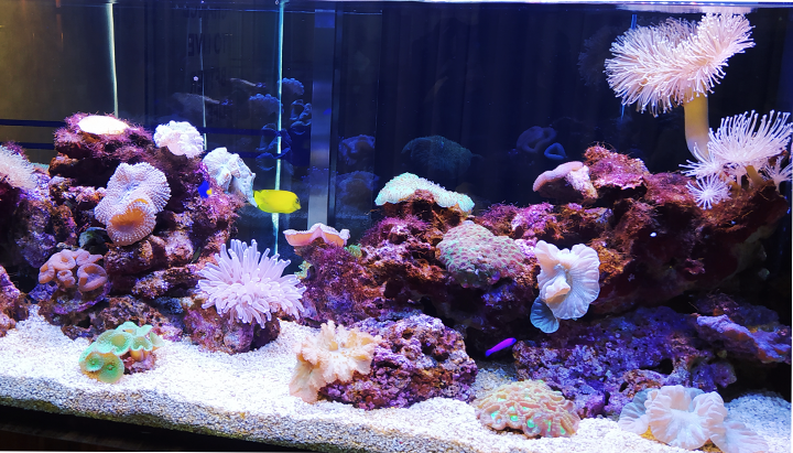 TankQ Aquarium 5