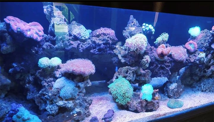 TankQ Aquarium 9