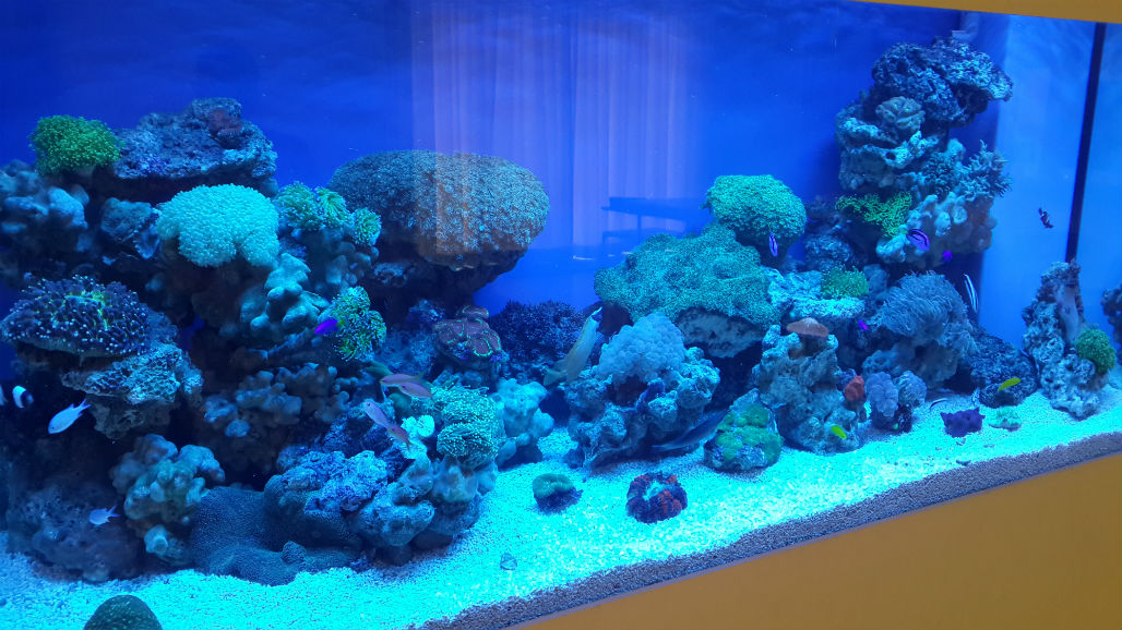 TankQ Aquarium 7