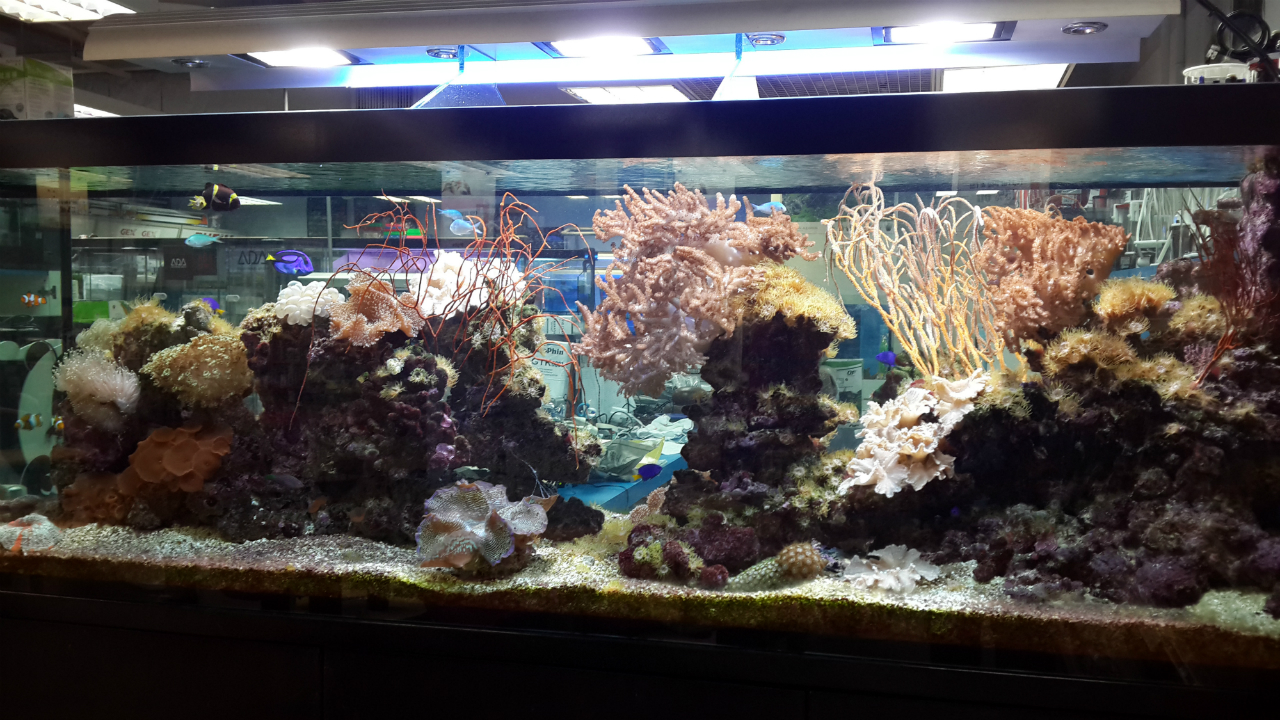 TankQ Aquarium 4