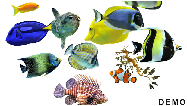 Aquarium Supplies